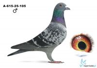 A-615-25-105 - linia  Figo , linia 1 AS na WG SuperGolab