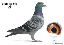 A-615-25-105 - linia  Figo , linia 1 AS na WG SuperGolab