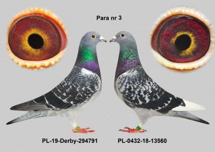 Aarden Inbred Dolle młode 2020