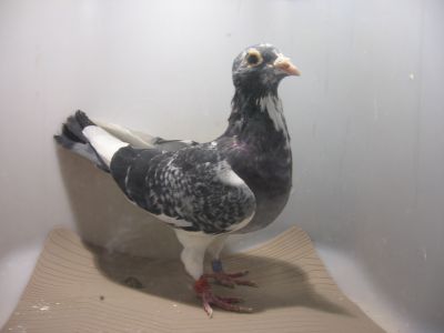 Aarden wspaniała Linia gołębi od M.Buijk.