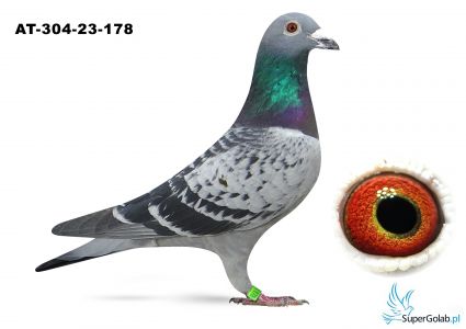 AT-304-23-178 + Gratis BE-22-5078432