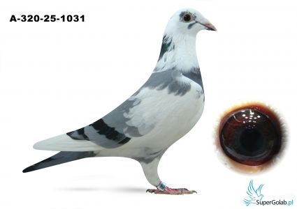 AT-320-25-1031 Jarosław Bowtrukiewicz