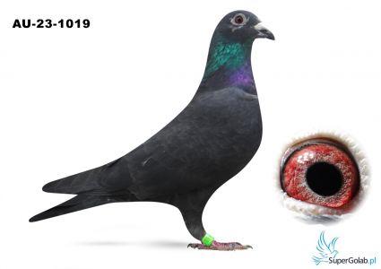 AU -23-1019 - COBA ZAJĄC - 5 gołąb z finału