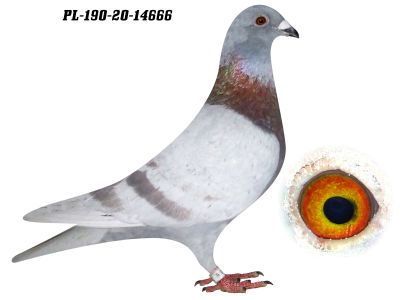 AUKCJA CHARYTATYWNA !!!  GOŁĄB MŁODY Z LINII 