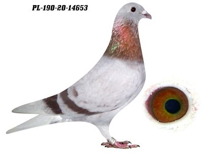 AUKCJA CHARYTATYWNA !!! PŁOWY GOŁĄB  Z LINII 