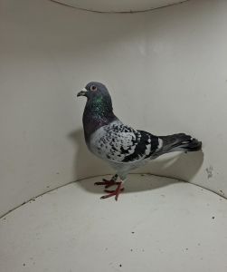 Aukcja obejmuje wszystkie samce po lotach gołębi młodych ponieważ lotuje tylko samicami.