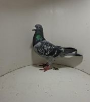 Aukcja obejmuje wszystkie samce po lotach gołębi młodych ponieważ lotuje tylko samicami.