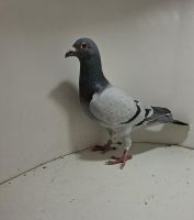 Aukcja obejmuje wszystkie samce po lotach gołębi młodych ponieważ lotuje tylko samicami.