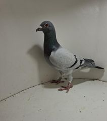 Aukcja obejmuje wszystkie samce po lotach gołębi młodych ponieważ lotuje tylko samicami.