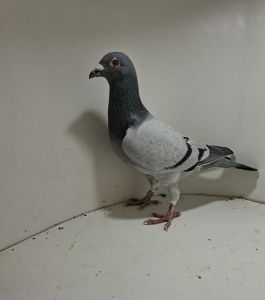 Aukcja obejmuje wszystkie samce po lotach gołębi młodych ponieważ lotuje tylko samicami.