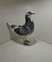 Aukcja obejmuje wszystkie samce po lotach gołębi młodych ponieważ lotuje tylko samicami.