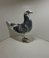 Aukcja obejmuje wszystkie samce po lotach gołębi młodych ponieważ lotuje tylko samicami.