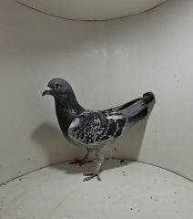 Aukcja obejmuje wszystkie samce po lotach gołębi młodych ponieważ lotuje tylko samicami.