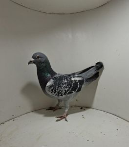 Aukcja obejmuje wszystkie samce po lotach gołębi młodych ponieważ lotuje tylko samicami.