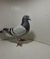 Aukcja obejmuje wszystkie samce po lotach gołębi młodych ponieważ lotuje tylko samicami.