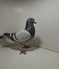 Aukcja obejmuje wszystkie samce po lotach gołębi młodych ponieważ lotuje tylko samicami.