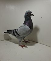 Aukcja obejmuje wszystkie samce po lotach gołębi młodych ponieważ lotuje tylko samicami.