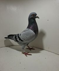 Aukcja obejmuje wszystkie samce po lotach gołębi młodych ponieważ lotuje tylko samicami.