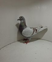 Aukcja obejmuje wszystkie samce po lotach gołębi młodych ponieważ lotuje tylko samicami.