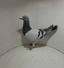 Aukcja obejmuje wszystkie samce po lotach gołębi młodych ponieważ lotuje tylko samicami.