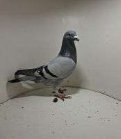 Aukcja obejmuje wszystkie samce po lotach gołębi młodych ponieważ lotuje tylko samicami.