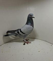 Aukcja obejmuje wszystkie samce po lotach gołębi młodych ponieważ lotuje tylko samicami.