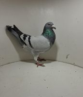 Aukcja obejmuje wszystkie samce po lotach gołębi młodych ponieważ lotuje tylko samicami.