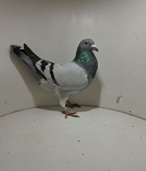 Aukcja obejmuje wszystkie samce po lotach gołębi młodych ponieważ lotuje tylko samicami.