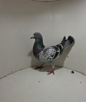 Aukcja obejmuje wszystkie samce po lotach gołębi młodych ponieważ lotuje tylko samicami.