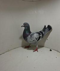 Aukcja obejmuje wszystkie samce po lotach gołębi młodych ponieważ lotuje tylko samicami.