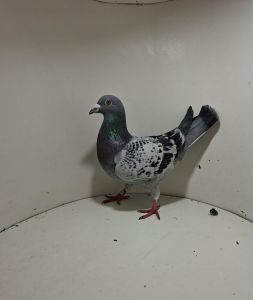 Aukcja obejmuje wszystkie samce po lotach gołębi młodych ponieważ lotuje tylko samicami.