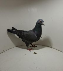 Aukcja obejmuje wszystkie samce po lotach gołębi młodych ponieważ lotuje tylko samicami.