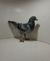 Aukcja obejmuje wszystkie samce po lotach gołębi młodych ponieważ lotuje tylko samicami.