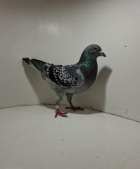 Aukcja obejmuje wszystkie samce po lotach gołębi młodych ponieważ lotuje tylko samicami.