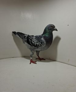 Aukcja obejmuje wszystkie samce po lotach gołębi młodych ponieważ lotuje tylko samicami.