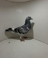 Aukcja obejmuje wszystkie samce po lotach gołębi młodych ponieważ lotuje tylko samicami.