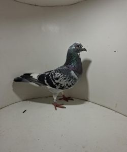 Aukcja obejmuje wszystkie samce po lotach gołębi młodych ponieważ lotuje tylko samicami.