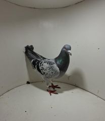 Aukcja obejmuje wszystkie samce po lotach gołębi młodych ponieważ lotuje tylko samicami.