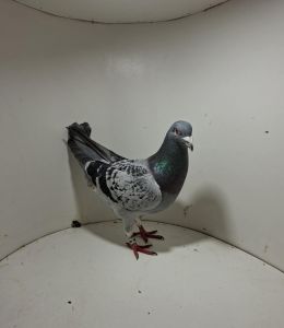 Aukcja obejmuje wszystkie samce po lotach gołębi młodych ponieważ lotuje tylko samicami.