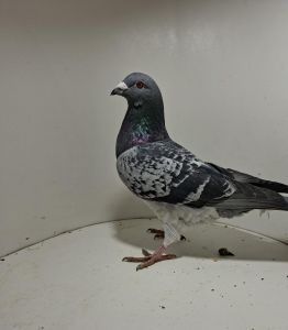 Aukcja obejmuje wszystkie samce po lotach gołębi młodych ponieważ lotuje tylko samicami.