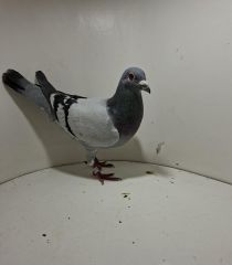 Aukcja obejmuje wszystkie samce po lotach gołębi młodych ponieważ lotuje tylko samicami.