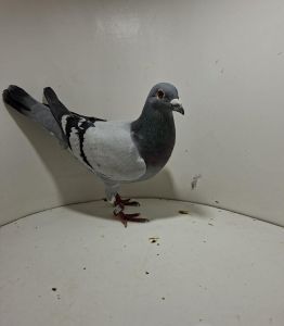 Aukcja obejmuje wszystkie samce po lotach gołębi młodych ponieważ lotuje tylko samicami.