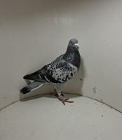 Aukcja obejmuje wszystkie samce po lotach gołębi młodych ponieważ lotuje tylko samicami.