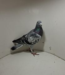 Aukcja obejmuje wszystkie samce po lotach gołębi młodych ponieważ lotuje tylko samicami.