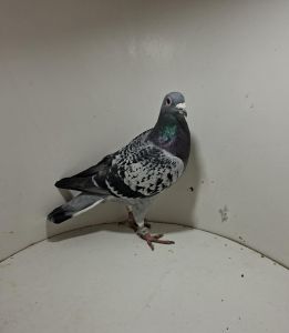 Aukcja obejmuje wszystkie samce po lotach gołębi młodych ponieważ lotuje tylko samicami.