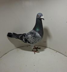 Aukcja obejmuje wszystkie samce po lotach gołębi młodych ponieważ lotuje tylko samicami.