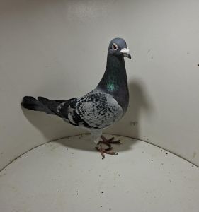 Aukcja obejmuje wszystkie samce po lotach gołębi młodych ponieważ lotuje tylko samicami.