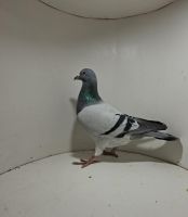 Aukcja obejmuje wszystkie samce po lotach gołębi młodych ponieważ lotuje tylko samicami.