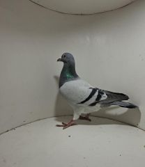 Aukcja obejmuje wszystkie samce po lotach gołębi młodych ponieważ lotuje tylko samicami.