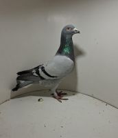 Aukcja obejmuje wszystkie samce po lotach gołębi młodych ponieważ lotuje tylko samicami.